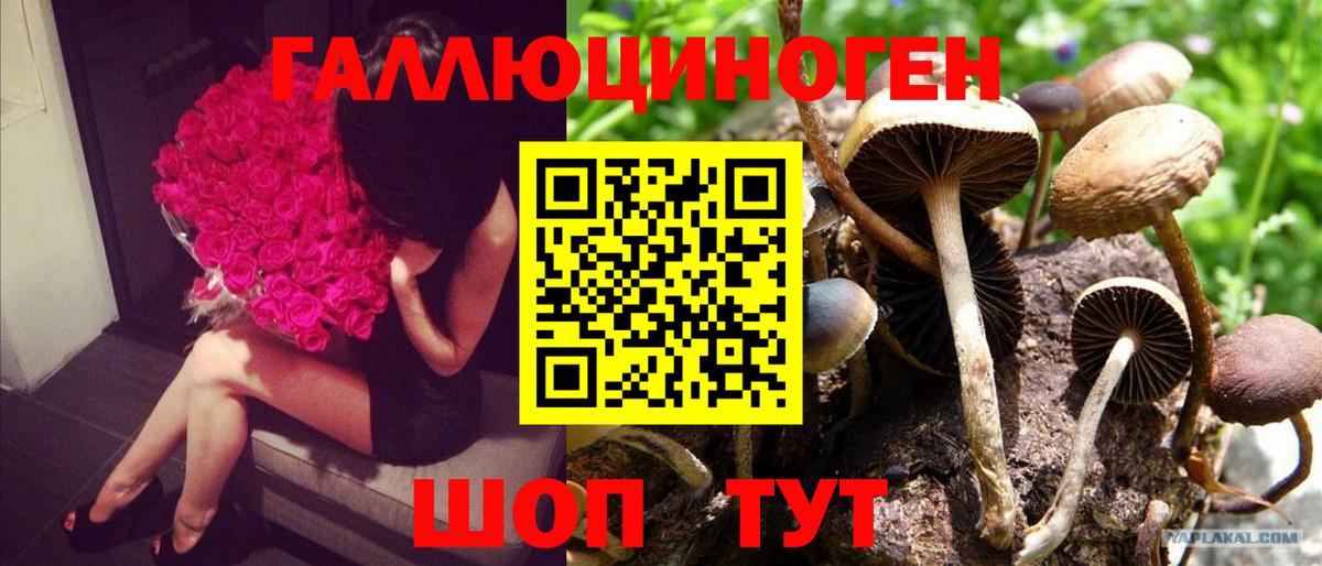 Псилоцибиновые грибы мицелий  Вход с VPN  Апрелевка  Псилоцибиновые грибы прущие грибы 